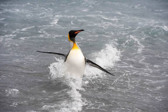 Um pinguim sai do mar entre as ondas em Salisbury Plain, na Geórgia do Sul (foto de Vladimir Seliverstov)